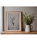 Ilustración Flor Cala — Lápiz Grafito | Calla Lily Illustration — Graphite Pencil